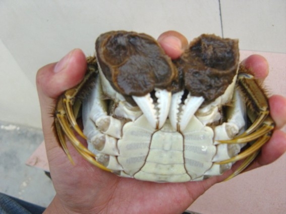 陽(yáng)澄湖農(nóng)家菜88