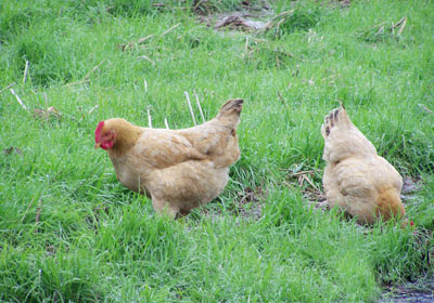 陽(yáng)澄湖農(nóng)家菜84