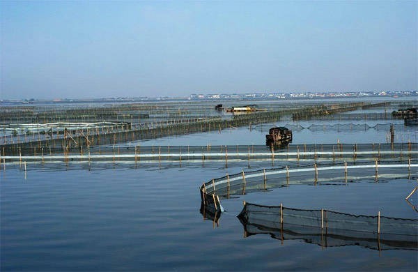 陽澄湖大閘蟹養(yǎng)殖場46