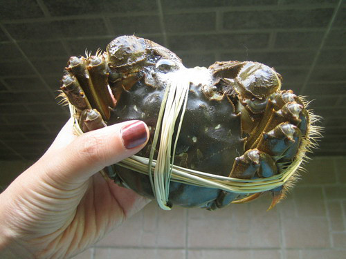 陽澄湖大閘蟹68